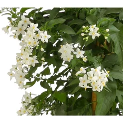 Jasminblütiger Nachtschatten, Säule 9 Jasminblütiger Nachtschatten, Säule -Angebote Biohort Store 8597098 WE DE 001 WeisserJasminSolJasminoSaeuleKlHerzig