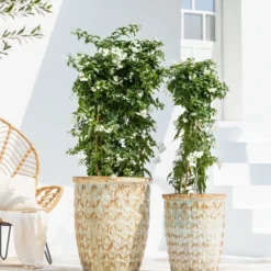 Jasminblütiger Nachtschatten, Säule 7 Jasminblütiger Nachtschatten, Säule -Angebote Biohort Store 8597098 WE MO 001 NachtschattenSolanumJasminoides