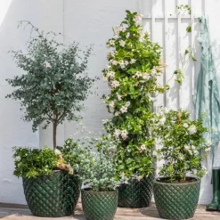 Jasminblütiger Nachtschatten, Säule 8 Jasminblütiger Nachtschatten, Säule -Angebote Biohort Store 8597098 WE MO 002 DipladeniaEucalyptusSolanumJasmin