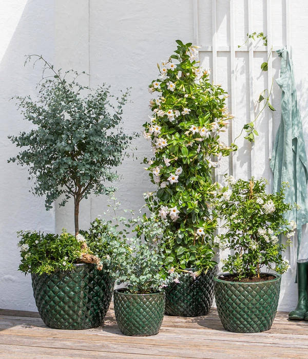 Jasminblütiger Nachtschatten, Säule 5 Jasminblütiger Nachtschatten, Säule – Bild 3