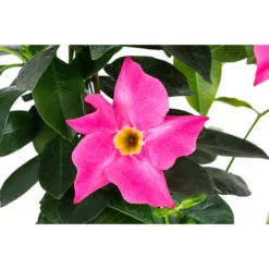 Dipladenie, Herzform, Verschiedene Farben 8 Dipladenie, Herzform, Verschiedene Farben -Angebote Biohort Store 8599094 WE DE 001 DipladenieHerzRosaT17