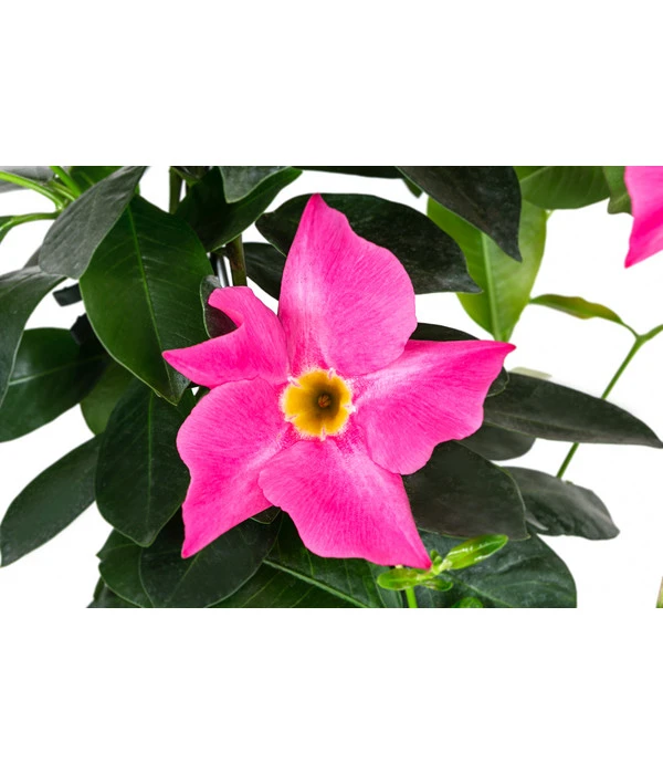 Dipladenie, Herzform, Verschiedene Farben 5 Dipladenie, Herzform, Verschiedene Farben – Bild 3