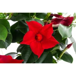 Dipladenie, Herzform, Verschiedene Farben 9 Dipladenie, Herzform, Verschiedene Farben -Angebote Biohort Store 8599094 WE DE 001 DipladenieHerzRotT17