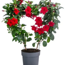 Dipladenie, Herzform, Verschiedene Farben 7 Dipladenie, Herzform, Verschiedene Farben -Angebote Biohort Store 8599094 WE FS 001 DipladenieHerzRotT17