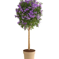 Blauer Enzianstrauch