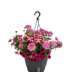 Blumenampel, Verschiedene Sorten -Angebote Biohort Store 8602864 WE FS 004 KombiampelMixT27