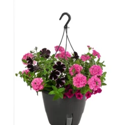 Blumenampel, Verschiedene Sorten -Angebote Biohort Store 8602864 WE FS 005 KombiampelMixT27