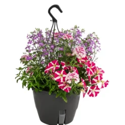 Blumenampel, Verschiedene Sorten -Angebote Biohort Store 8602864 WE FS 006 KombiampelMixT27