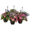 Blumenampel, Verschiedene Sorten -Angebote Biohort Store 8602864 WE FS 010 KombiampelMixT27
