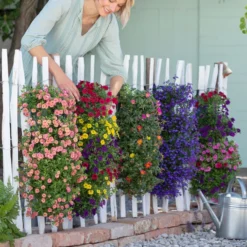Wandhänger Mit Portulakröschen, Verschiedene Sorten -Angebote Biohort Store 8602989 8602997 WE MO 001 BegoniaWandhaenger 1