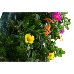 Wandhänger Mit Portulakröschen, Verschiedene Sorten -Angebote Biohort Store 8602997 WE DE 001 WandhaengerPortulakroeschenBunt