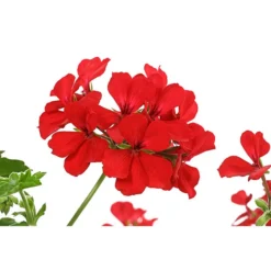 Geranie 'Caliente', Ampel -Angebote Biohort Store 8604316 PR DE 001 GeranieCalienteAmpelDehnerExpressHerzig