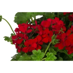 Geranie 'Caliente', Ampel -Angebote Biohort Store 8604316 WE DE 001 GeranieCalienteAmpelT25