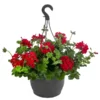 Geranie 'Caliente', Ampel -Angebote Biohort Store 8604316 WE FS 002 GeranieCalienteAmpelT25