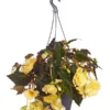 Hängebegonie 'Champagner', Ampel