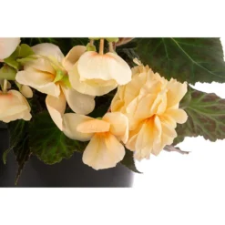 Hängebegonie 'Champagner', Ampel -Angebote Biohort Store 8604712 WE DE 002 HaengebegonieChampT27