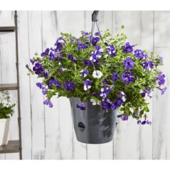 Hängepetunie 'Night Sky' -Angebote Biohort Store 8604878 8816506 PR MO 003 HaengePetunienightskyBL18Sauer