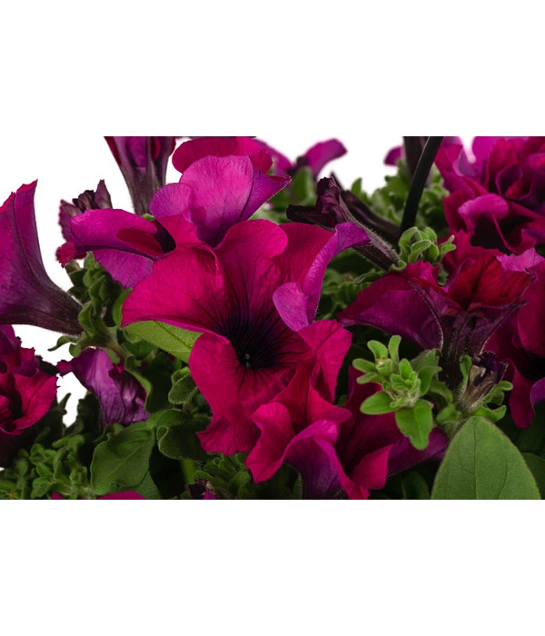 Hängepetunie, Ampel, Verschiedene Sorten, Weiß/pink 10 Hängepetunie, Ampel, Verschiedene Sorten, Weiß/pink – Bild 8