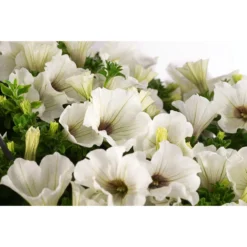 Hängepetunie, Ampel, Verschiedene Sorten, Weiß/pink 17 Hängepetunie, Ampel, Verschiedene Sorten, Weiß/pink -Angebote Biohort Store 8605164 WE DE 002 HaengepetunieAmpelT35