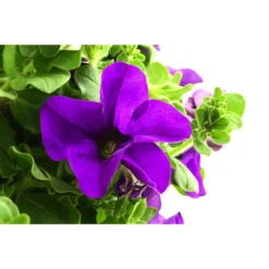 Hängepetunie, Ampel, Verschiedene Sorten, Weiß/pink 19 Hängepetunie, Ampel, Verschiedene Sorten, Weiß/pink -Angebote Biohort Store 8605164 WE DE 003 HaengepetunieAmpelT35Violett