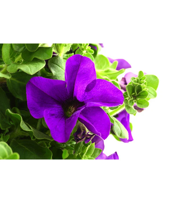 Hängepetunie, Ampel, Verschiedene Sorten, Weiß/pink 11 Hängepetunie, Ampel, Verschiedene Sorten, Weiß/pink – Bild 9