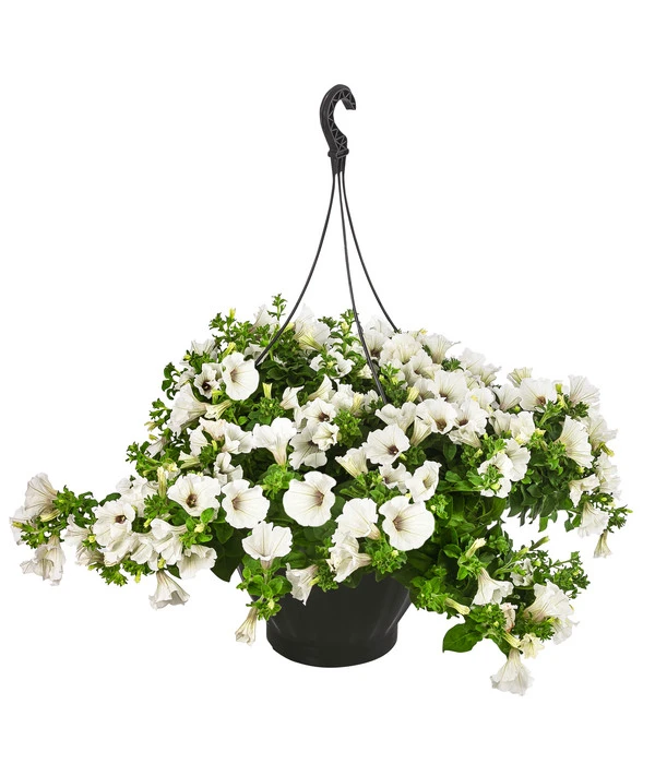 Hängepetunie, Ampel, Verschiedene Sorten, Weiß/pink 3 Hängepetunie, Ampel, Verschiedene Sorten, Weiß/pink