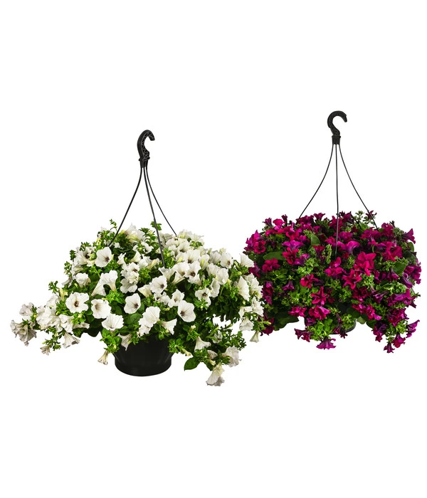 Hängepetunie, Ampel, Verschiedene Sorten, Weiß/pink 6 Hängepetunie, Ampel, Verschiedene Sorten, Weiß/pink – Bild 4
