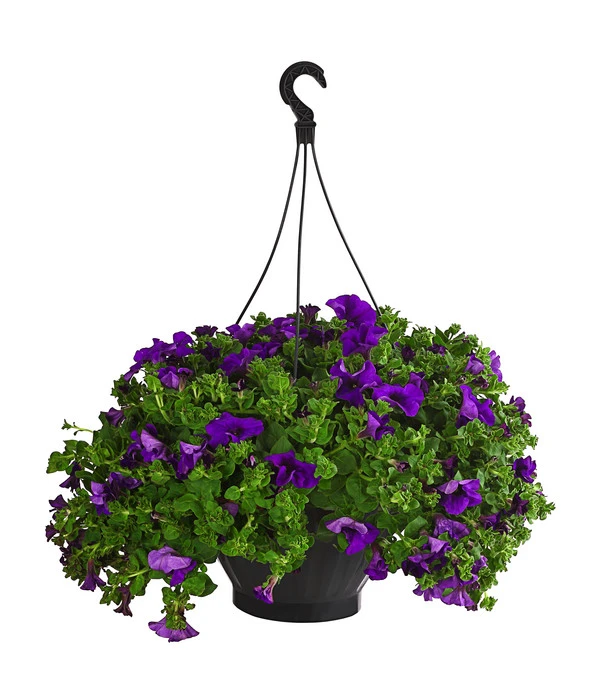 Hängepetunie, Ampel, Verschiedene Sorten, Weiß/pink 5 Hängepetunie, Ampel, Verschiedene Sorten, Weiß/pink – Bild 3