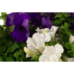 Hängepetunien-Duo, Ampel -Angebote Biohort Store 8605180 WE DE 001 HaengepetunieAmpelT35