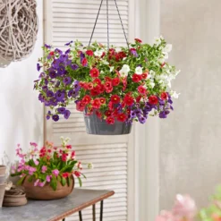 Minihängepetunien-Trio, Ampel -Angebote Biohort Store 8605743 PR MO 004 ZaubergloeckchenBlumenampel