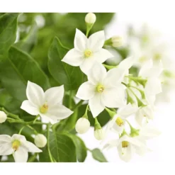 Jasminblütiger Nachtschatten, Ampel -Angebote Biohort Store 8606733 PR DE 001 SolanumJasminoidesAmpelNachtschattenT20DehnerExpressHerzig