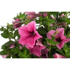 Hängepetunie, Ampel, Verschiedene Farben -Angebote Biohort Store 8606840 WE DE 003 HAENGEPETUNIEMIXAMPT25