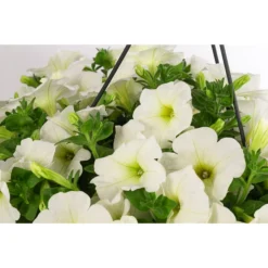 Hängepetunie, Ampel, Verschiedene Farben -Angebote Biohort Store 8606840 WE DE 005 HAENGEPETUNIEMIXAMPT25