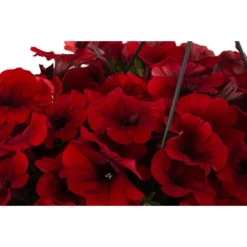 Hängepetunie, Ampel, Verschiedene Farben -Angebote Biohort Store 8606840 WE DE 006 HAENGEPETUNIEMIXAMPT25