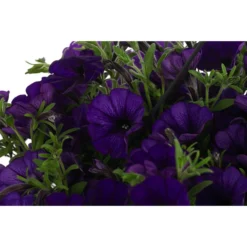 Hängepetunie, Ampel, Verschiedene Farben -Angebote Biohort Store 8606840 WE DE 007 HAENGEPETUNIEMIXAMPT25