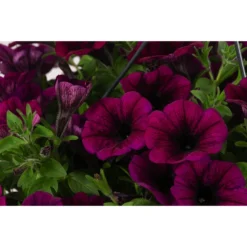 Hängepetunie, Ampel, Verschiedene Farben -Angebote Biohort Store 8606840 WE DE 008 HAENGEPETUNIEMIXAMPT25g