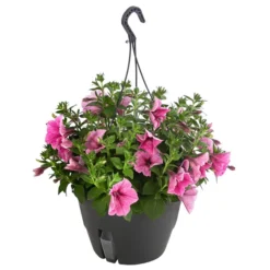Hängepetunie, Ampel, Verschiedene Farben