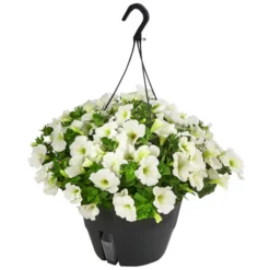 Hängepetunie, Ampel, Verschiedene Farben -Angebote Biohort Store 8606840 WE FS 005 HAENGEPETUNIEMIXAMPT25