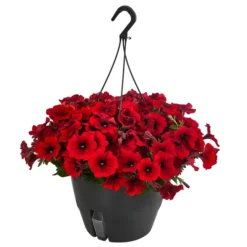 Hängepetunie, Ampel, Verschiedene Farben -Angebote Biohort Store 8606840 WE FS 006 HAENGEPETUNIEMIXAMPT25