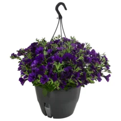 Hängepetunie, Ampel, Verschiedene Farben -Angebote Biohort Store 8606840 WE FS 007 HAENGEPETUNIEMIXAMPT25