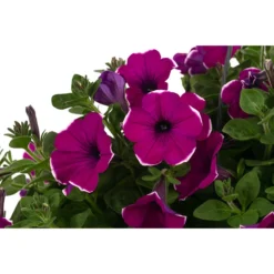 Hängepetunie 'Burgundy Picotee', Ampel -Angebote Biohort Store 8606923 WE DE 001 HaengepetunieBurgundyPicoteeT27