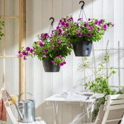 Angebote Biohort Store -Angebote Biohort Store 8606923 WE MO 001 HaengepetuniePicoteeAmpel