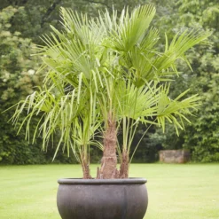 Bestseller -Angebote Biohort Store 8607855 PR MO 001 Polystone SchaleEmpireBlumentopfBlumenvasePflanztopfHanfpalmeTrachycarpusFortuneiGruppe