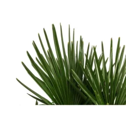 Hanfpalme, Multistamm 7 Hanfpalme, Multistamm -Angebote Biohort Store 8607855 WE DE 001 HanfpalmeTrachycarpusFortuneiT36