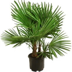 Hanfpalme, Multistamm