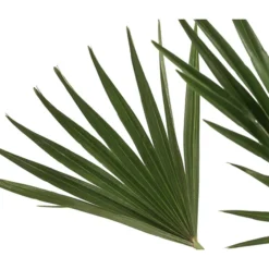 Zwergpalme 'Vulcano' -Angebote Biohort Store 8607905 WE DE 002 ChamaeropsVulcanoT18