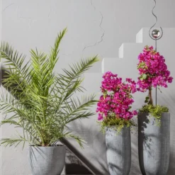 Drillingsblume, Pyramide/Spalier -Angebote Biohort Store 8608697 8598922 8583700 WE MO 001 Kuebelpflanzen 2021 GC 04 01