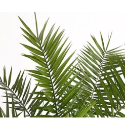 XXL Kanarische Dattelpalme, Ca. 140-160 Cm 11 XXL Kanarische Dattelpalme, Ca. 140-160 Cm -Angebote Biohort Store 8608721 PR DE 001 PhoenixCanariensisT28DehnerExpressHerzig