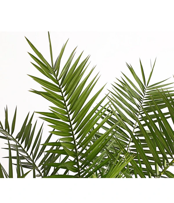 XXL Kanarische Dattelpalme, Ca. 140-160 Cm 7 XXL Kanarische Dattelpalme, Ca. 140-160 Cm – Bild 5