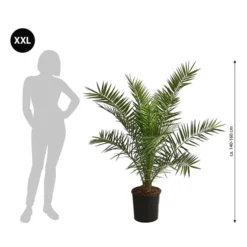 XXL Kanarische Dattelpalme, Ca. 140-160 Cm 10 XXL Kanarische Dattelpalme, Ca. 140-160 Cm -Angebote Biohort Store 8608721 WE BG 001 XXLKanarischeDattelpalme140160cm